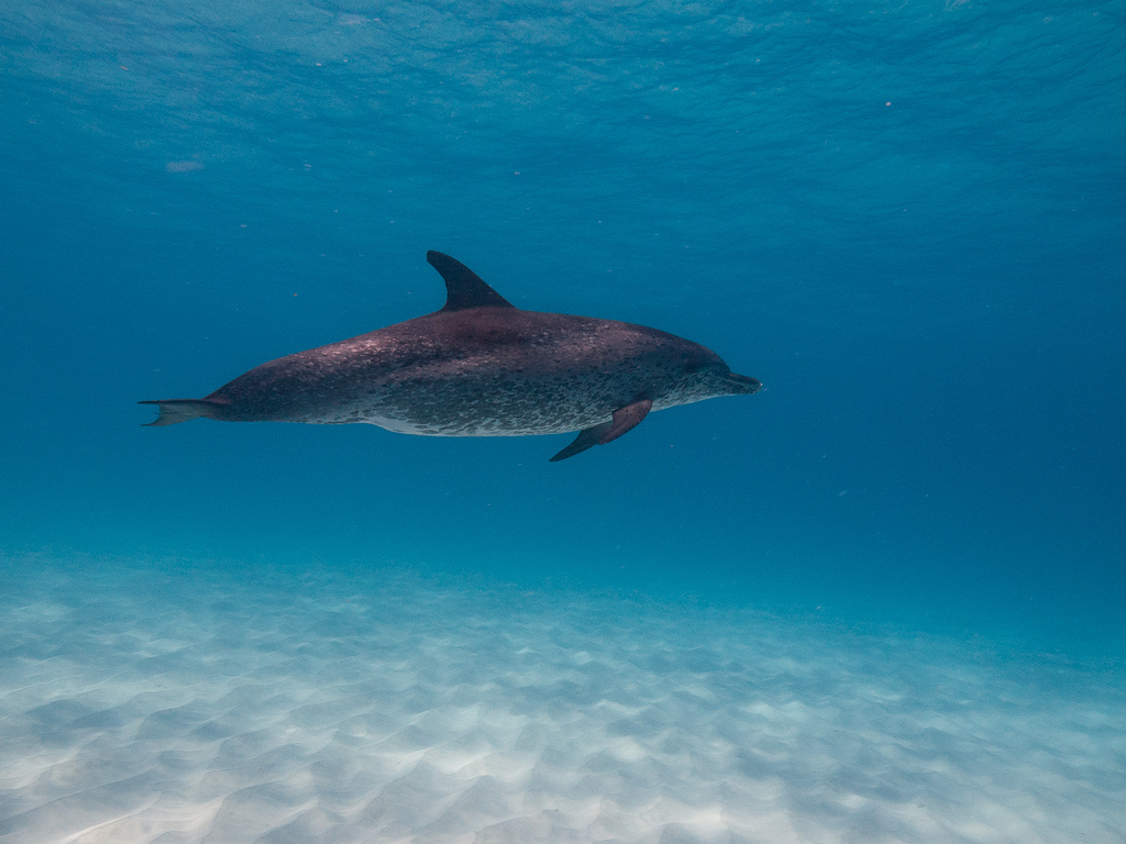 花斑原海豚