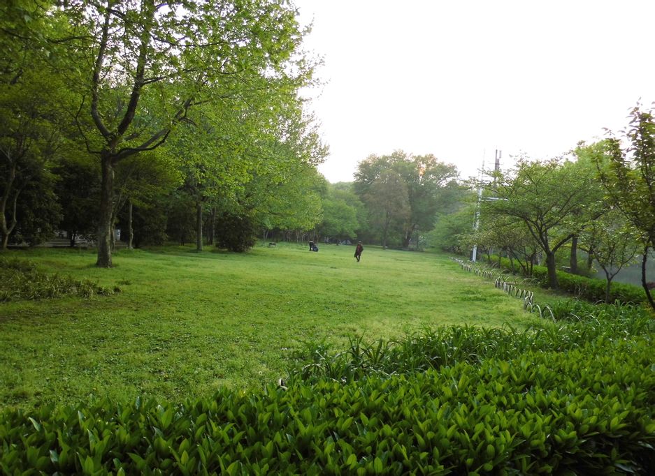  p>绿化草坪是用多年生矮小草本植株密植,并经修剪的 a target="