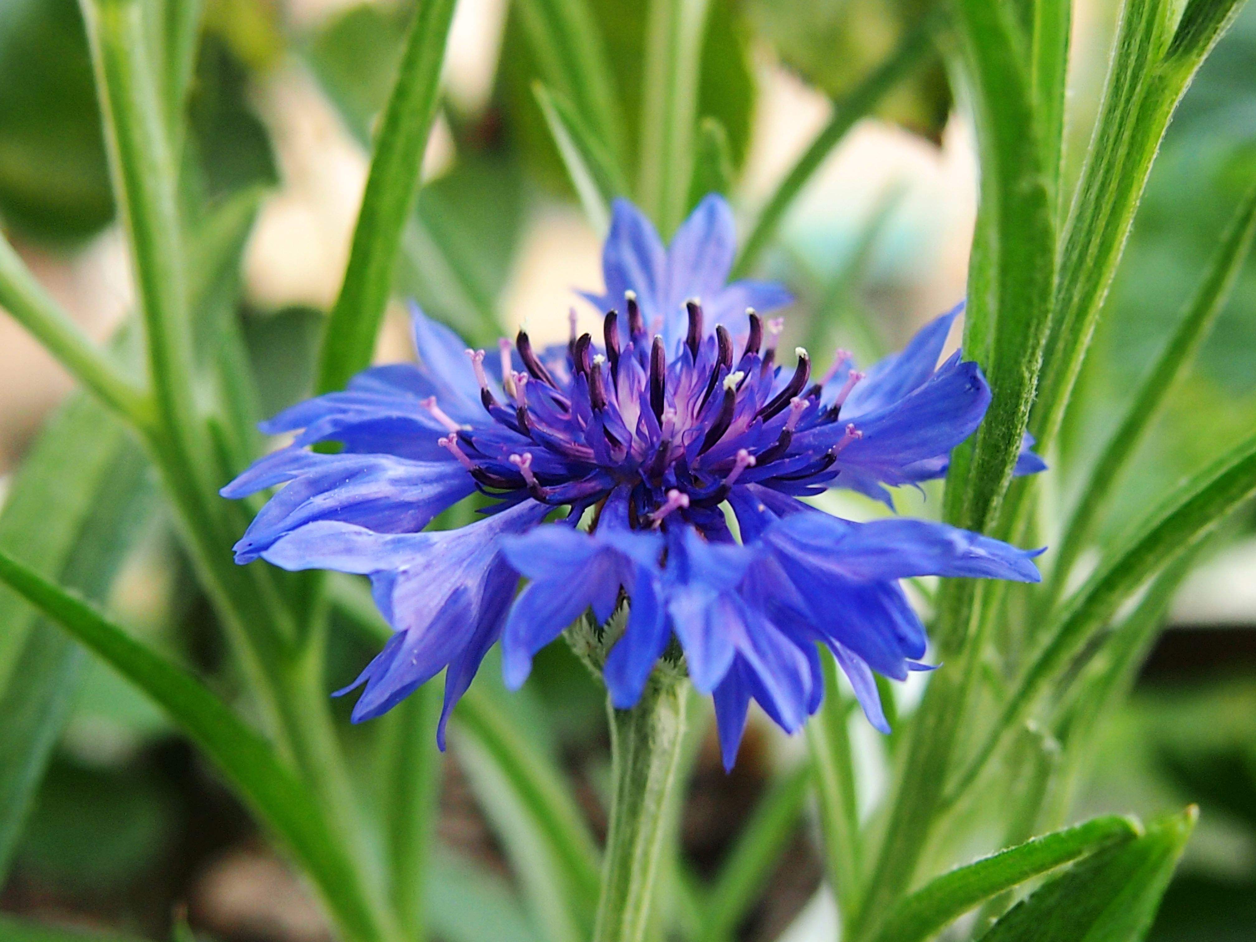  p>矢车菊(拉丁学名:centaurea cyanus l.