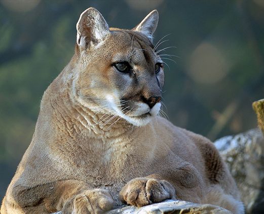 p>东南部美洲狮(学名:puma concolor capricornensis)是美洲狮的亚种