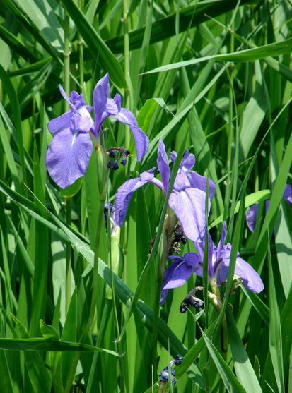 西伯利亚鸢尾东方变种