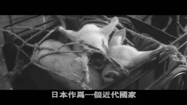 pigs and battleships