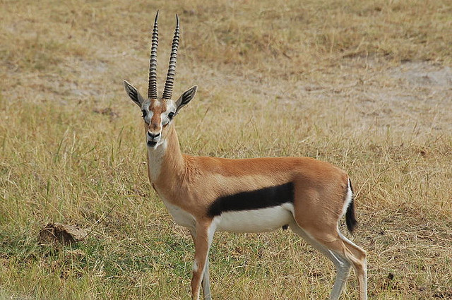  p>斯氏瞪羚(学名:gazella spekei)是最小的 a href="#" data-lemmaid