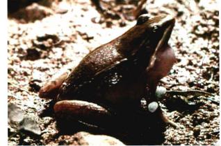  p>弹琴水蛙,无尾目 a href="#">蛙科 /a>水蛙属.