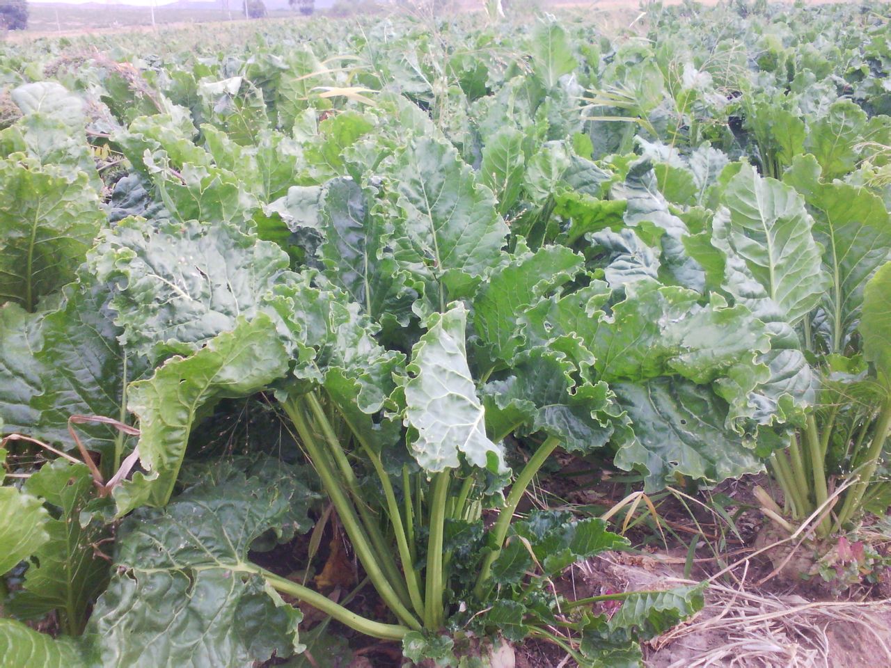  p>甜菜(学名: i>beta vulgaris /i> l.