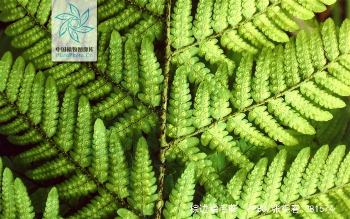 dryopteris sacrosancta