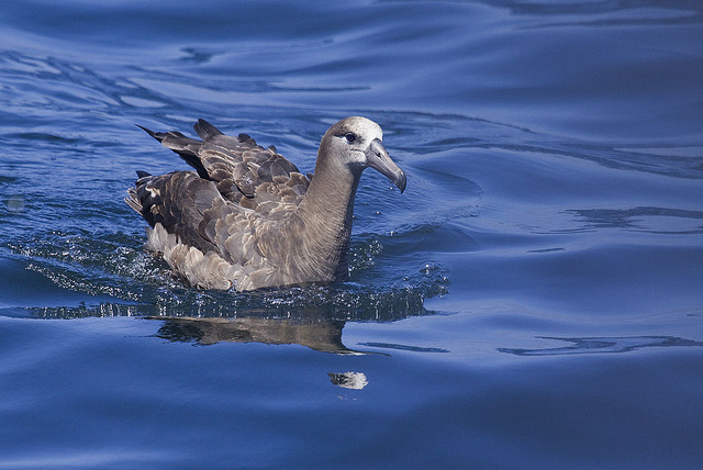  p>黑脚信天翁(学名: i>phoebastria nigripes /i>)为鹱形目 a target