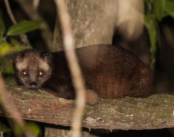  p>花面狸(学名: i>paguma larvata /i>)是灵猫科,花面狸属食肉动物