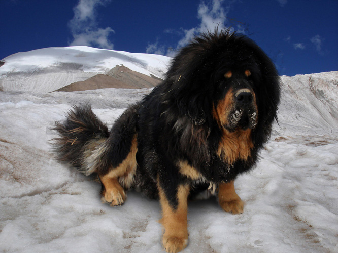 tibetan mastiff