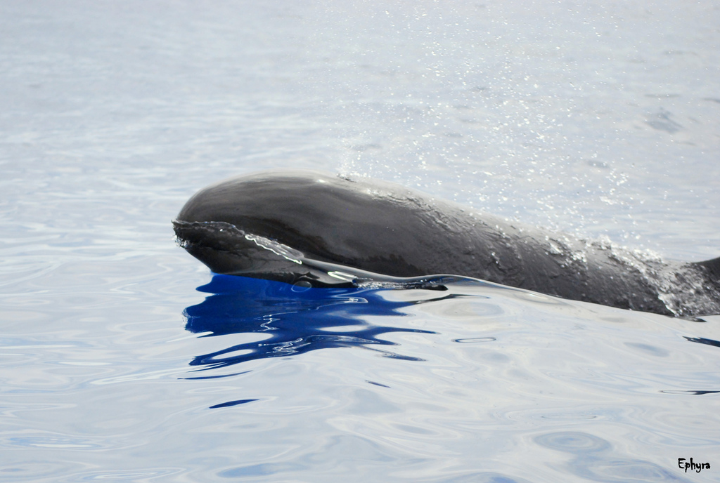  p> a target="_blank" href="/item/伪虎鲸/236951" data-lemmaid="