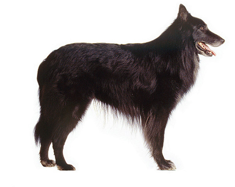  p>格罗安达犬是 a target="_blank" href="/item/比利时牧羊犬