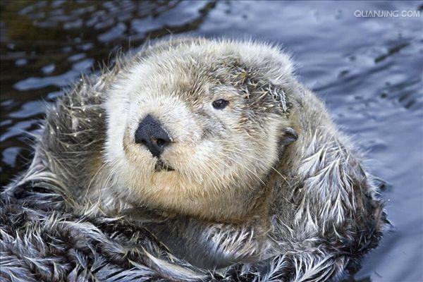  p>海獭(学名: i>enhydra lutris /i>), a target="_blank" href="