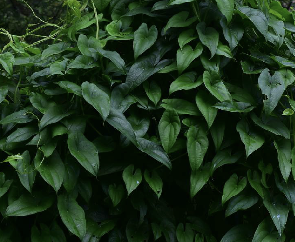  p>参薯( i>dioscorea alata /i> l.)是薯蓣科薯蓣属植物.