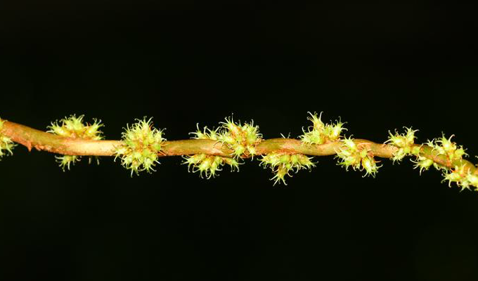  p>岩芋属( a target="_blank" href="/item/学名/8074290" data