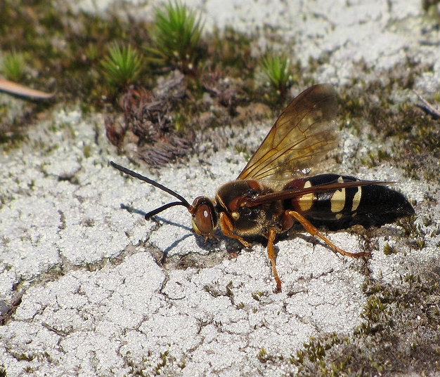 p>膜翅目(hymenoptera)泥蜂科(sphecidae) a target="_blank" href="