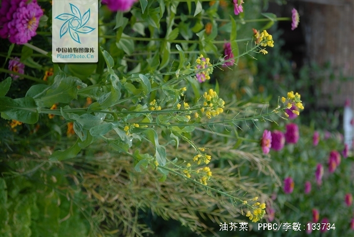  p>十字花科 a href="#">芸薹属 /a> 一年生或 a href="#">二年生草本