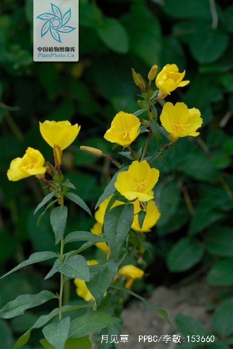 href="/item/桃金娘目">桃金娘目 /a>柳叶菜科 a target="_blank"