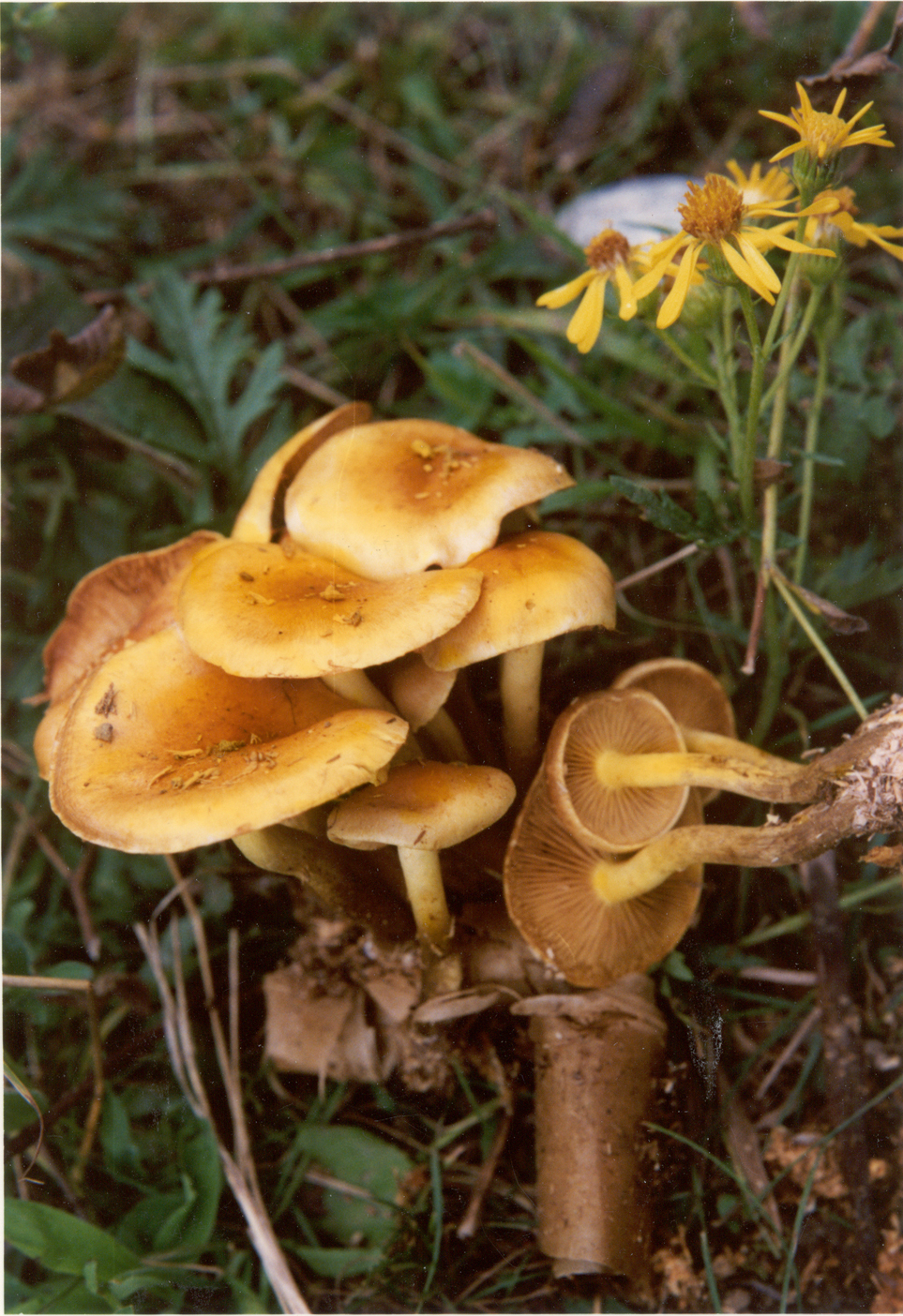  p>烧地环锈伞:伞菌目, a target="_blank" href="/item/球盖菇科