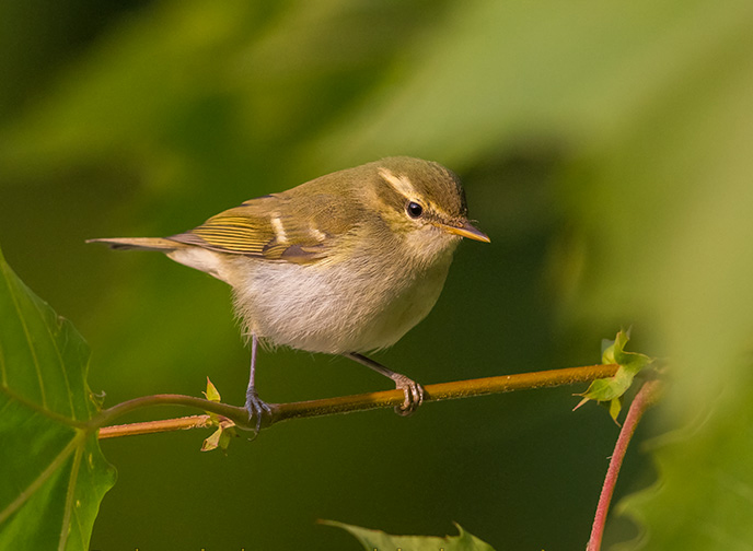phylloscopus trochiloides plumbeitarsus