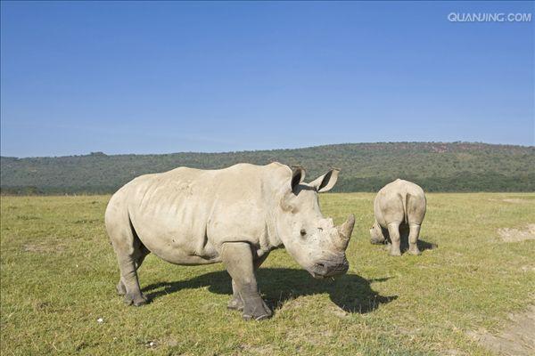  p>白犀(学名: i>ceratotherium simum /i>): a target="_blank" href