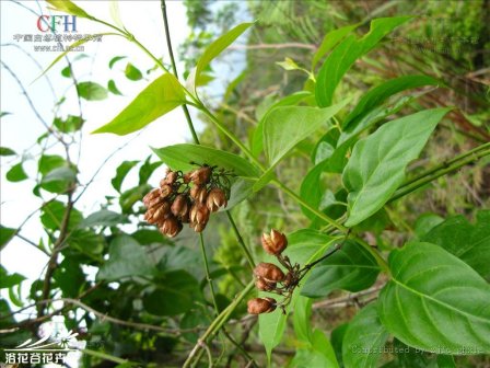 钩吻（钩吻科钩吻属植物）_百度百科