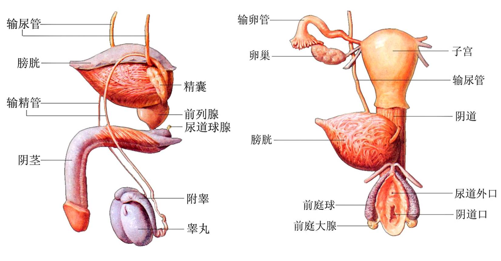 可分为 a target="_blank" href="/item/前庭大腺/8898372" data