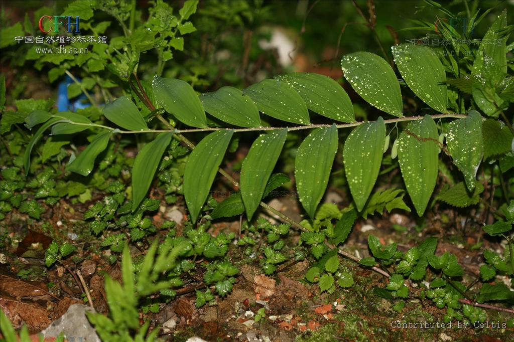  p>多花黄精(学名: i>polygonatum cyrtonema  /i>hua)是百合科黄精属