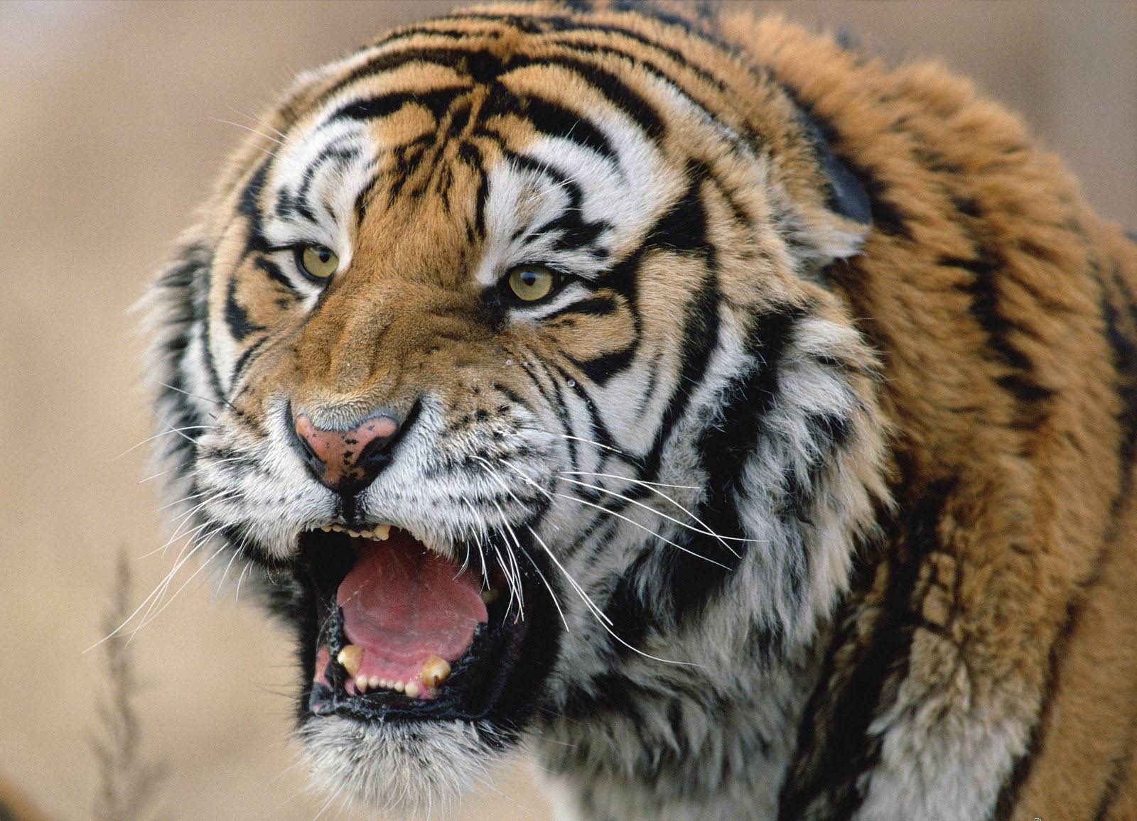  p>华南虎 (拉丁学名: i>panthera tigris amoyensis /i> )是中国特有