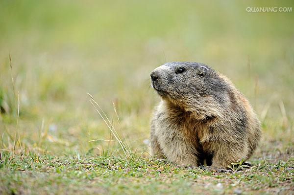  p>喜马拉雅旱獭(学名: i>marmota himalayana /i>)别名哈拉, a href=