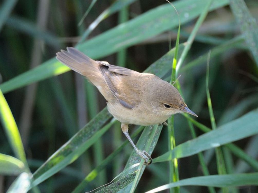p>芦苇莺(学名 i>acrocephalus scirpaceus/i:体型较小,翅长52