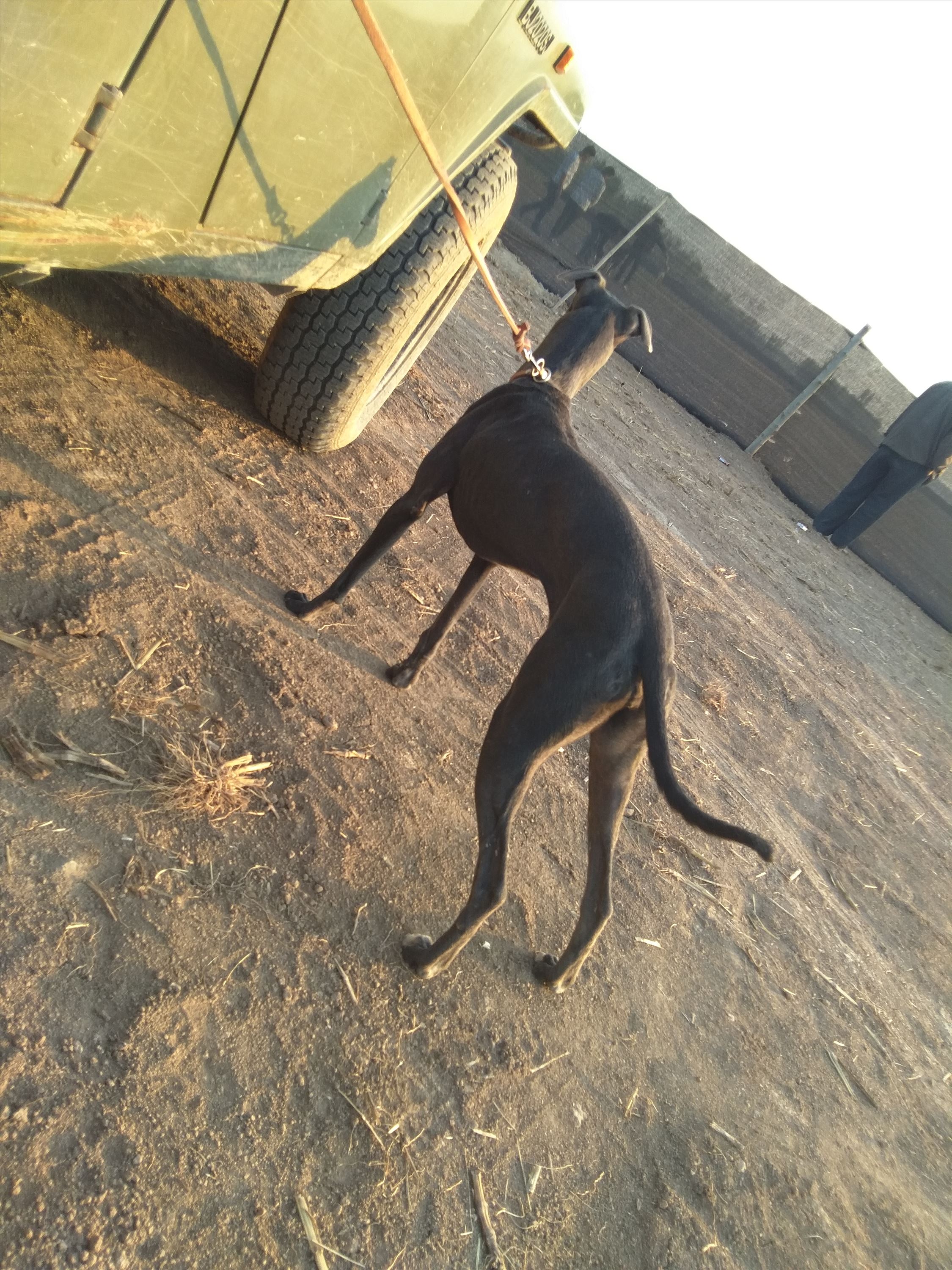 迎合各地型都可以使用,主要是山区丘陵地带,草丛,树林里打猎的犬种