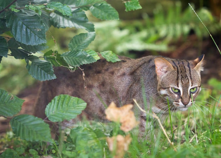  p>锈斑豹猫(学名: i>prionailurus rubiginosus /i>):或简称锈斑猫