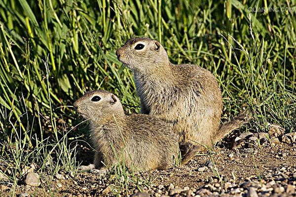 dauricus /i>)别名黄鼠,蒙古黄鼠,草原黄鼠,豆鼠子,大眼贼,属于啮齿