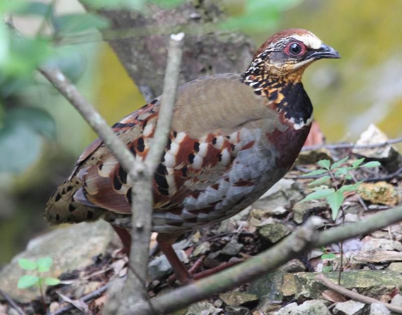 href="/item/鸟类">鸟类 /a>,系全球濒危物种,是中国东南部特有种类