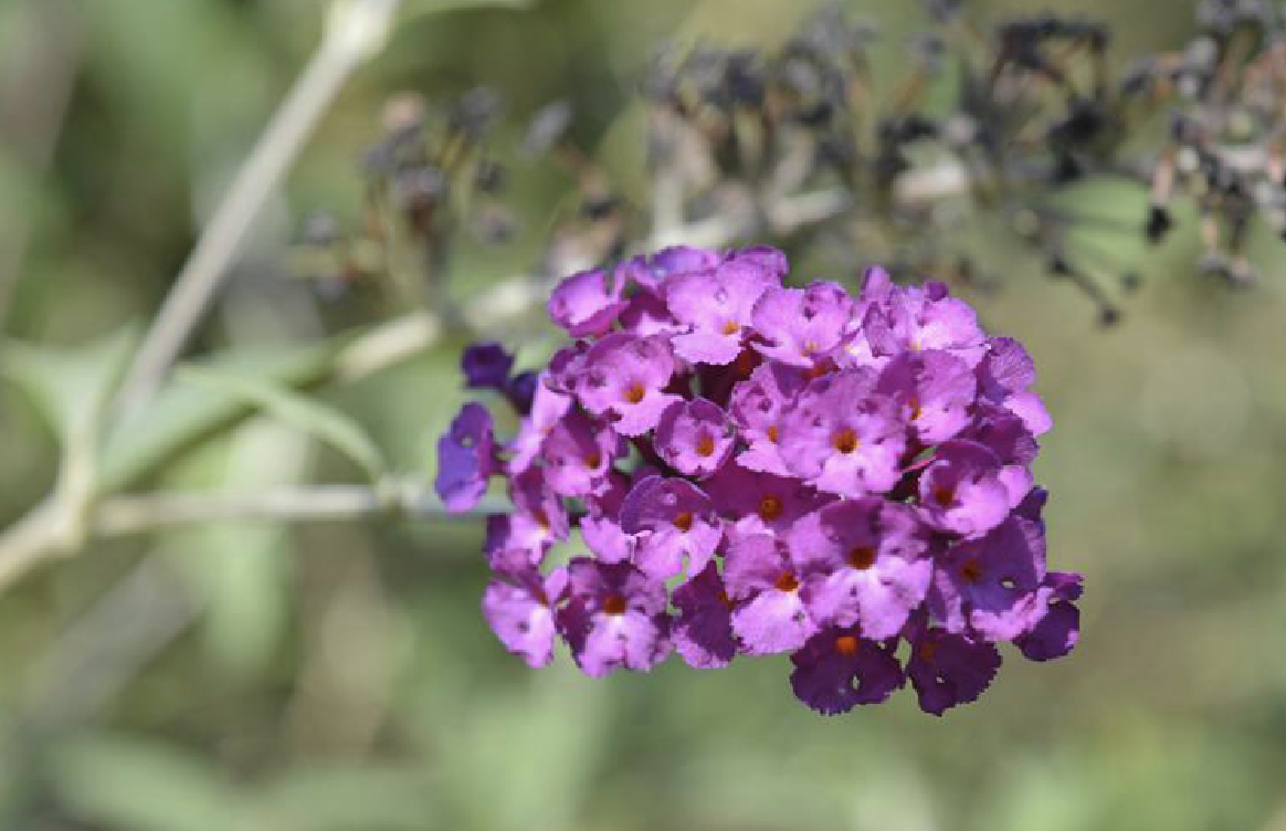  p>紫花醉鱼草(学名: i>buddleja fallowiana /i> balf. f.et w.w.sm.
