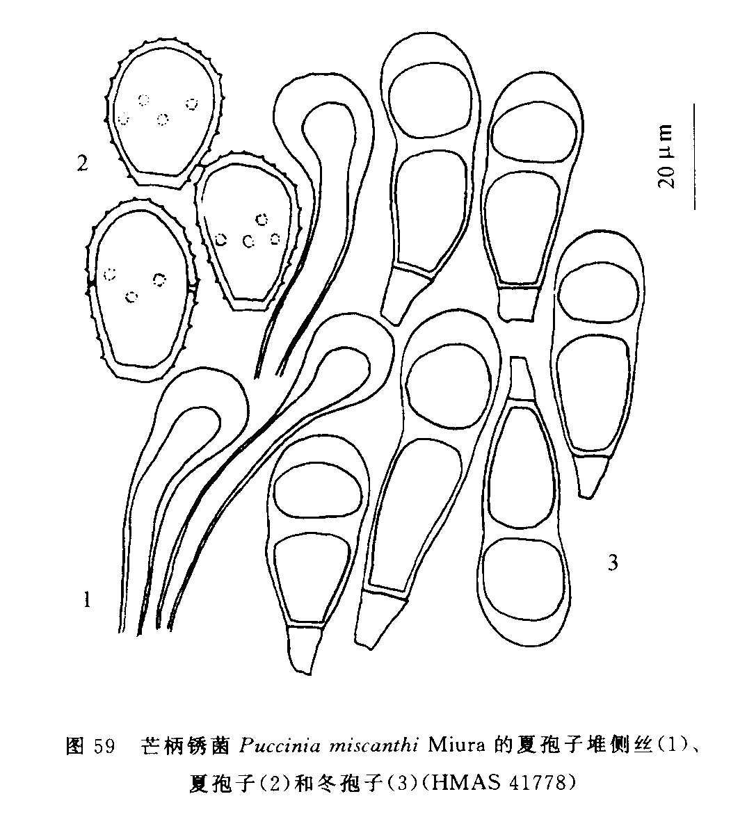  p>芒生柄锈菌属于 a href="#" data-lemmaid="713829">真菌 /a>的一