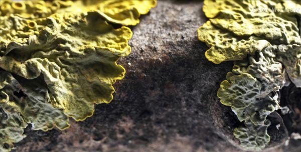  p>地衣是蓝细菌或藻类与真菌共生的复合体.