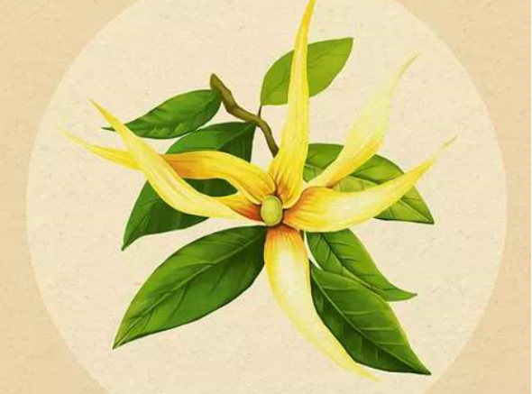 依兰花：来自东南亚的草本良药_百科TA说