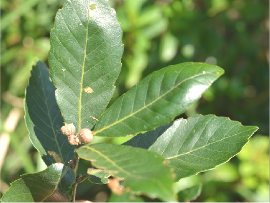 短柄枹栎虫瘿