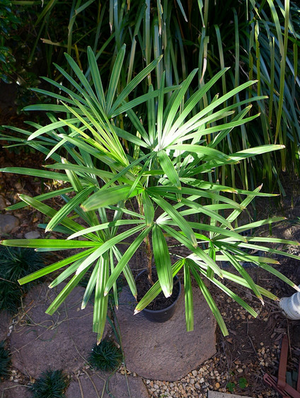  p>矮棕竹(学名: i>rhapis humilis /i>  bl.