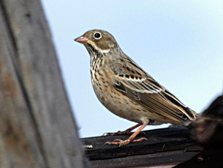  p>圃鹀(学名: i>emberiza hortulana /i>):体重20-25克,体长150-175