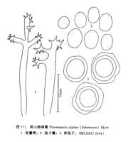  p>高山轴霜霉 ,菌类植物.