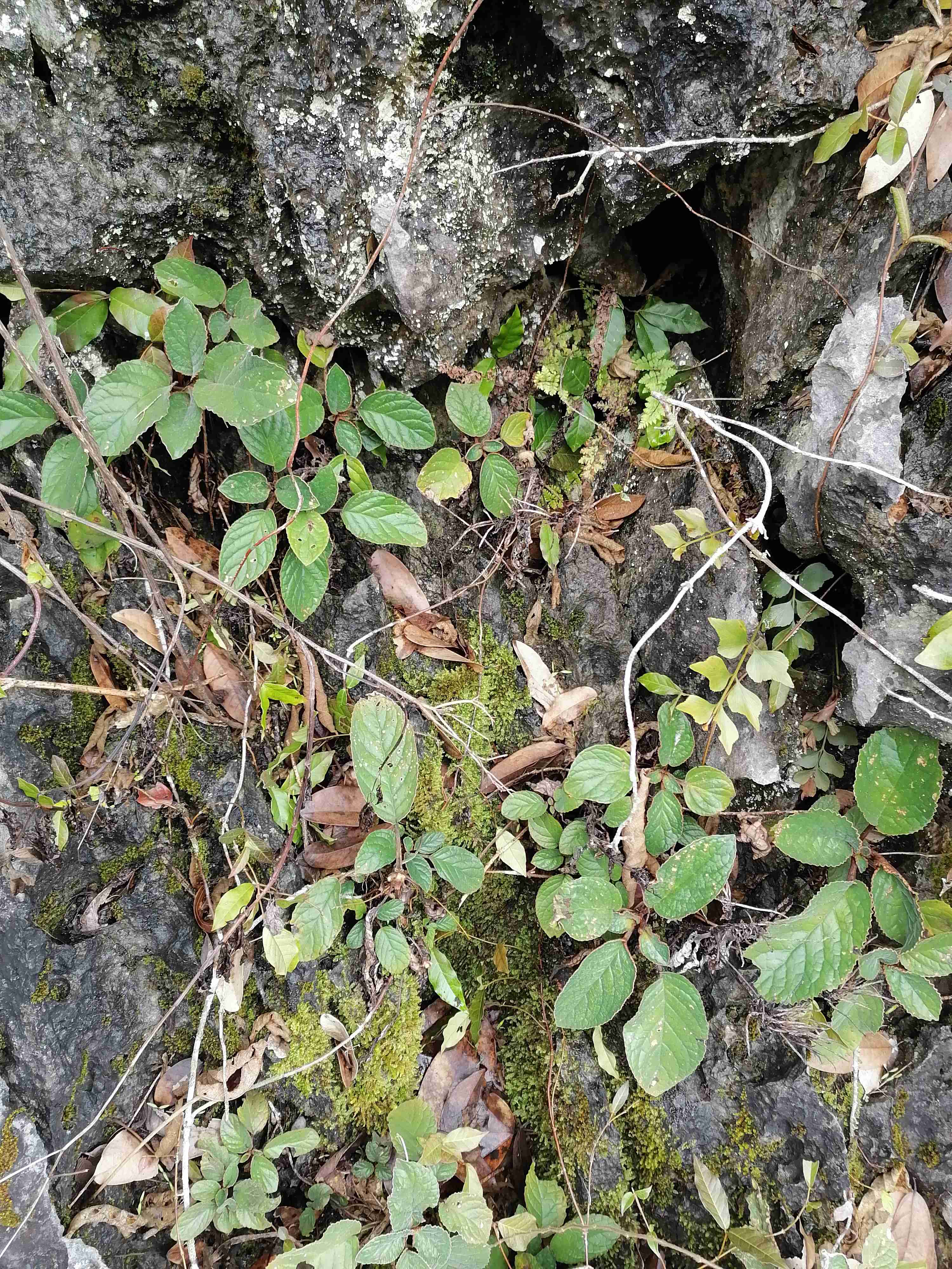  p>锈色蛛毛苣苔(学名: i>paraboea rufescens /i> (franch.) burtt.