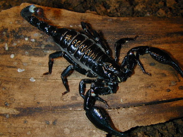  p>马来西亚雨林蝎原产于亚洲 a target="_blank" href="/item/热带