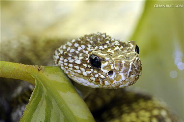  p>南美响尾蛇(crotalus durissus)是一种分布在南美洲的响尾蛇.