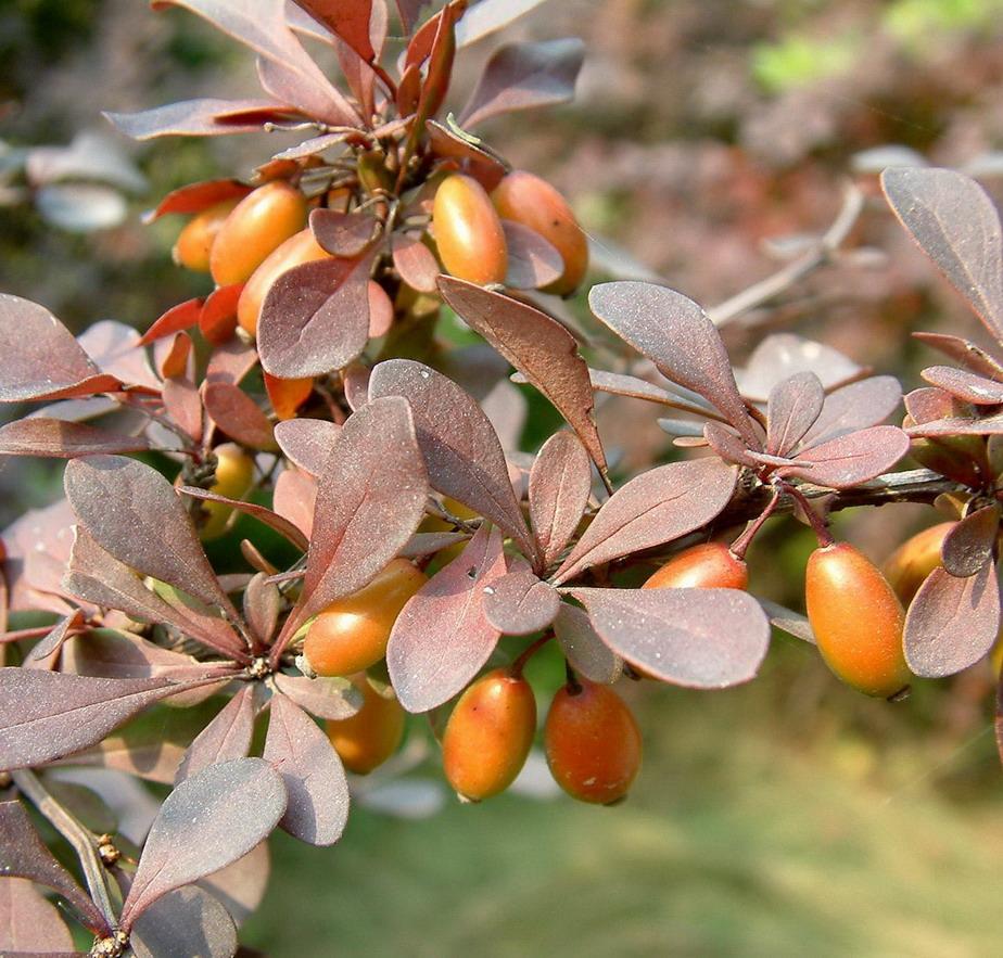  p>孢子果(sporocarp) 某些水生或湿生 a href="#" data-lemmaid="