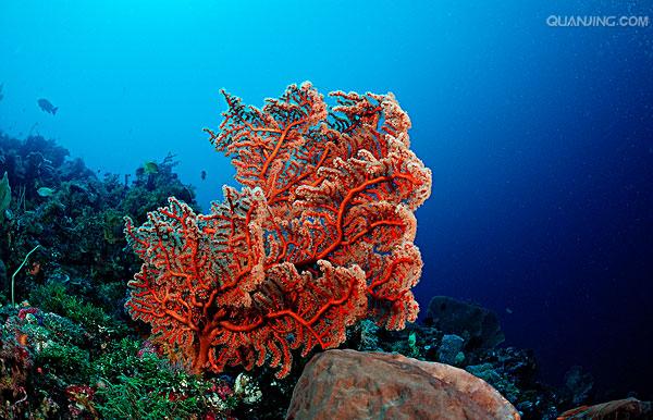 珊瑚 /a>目的 a href="#" data-lemmaid="216062">动物 /a>形成的一种