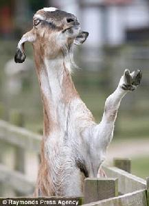 与游客告别,当游客们向它挥手时,它就会用后肢直立起来,然后挥动前蹄