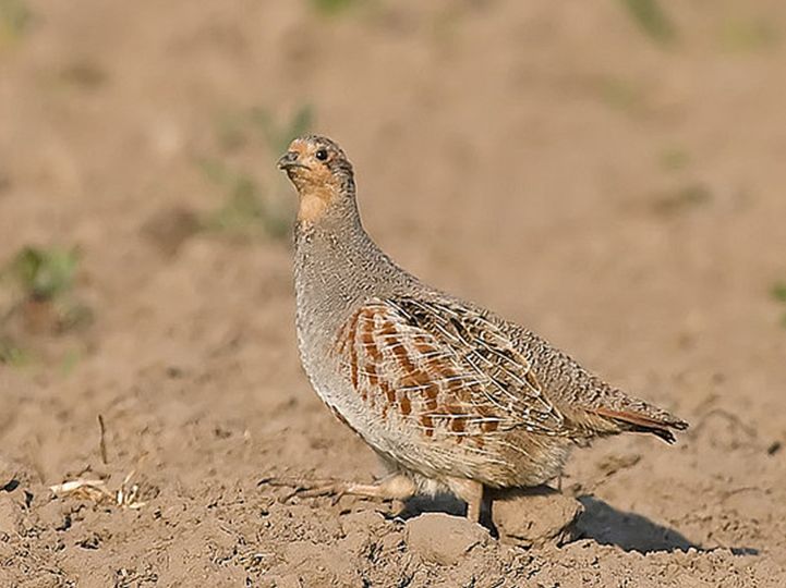 grey partridge