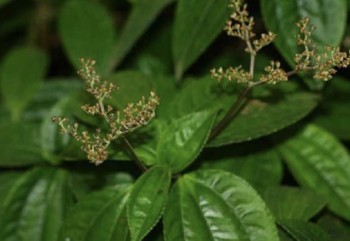 pilea boniana gagnep.
